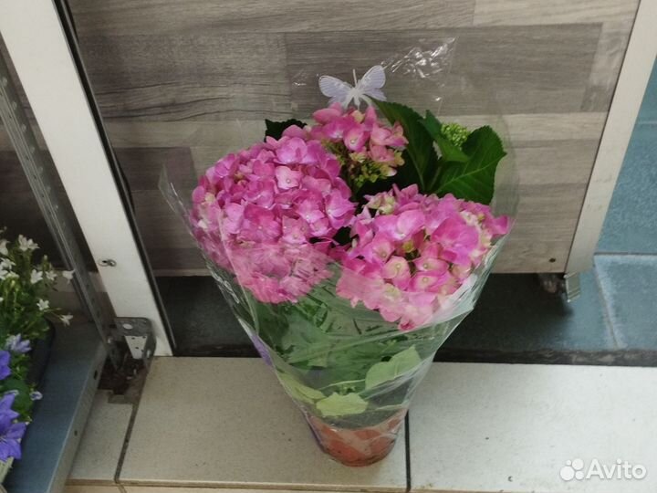 Гортензия в горшке