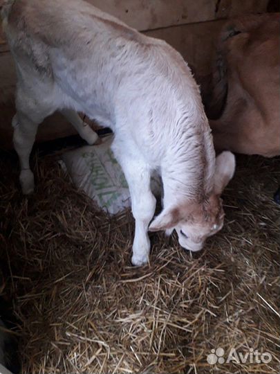 Бычки костромской-швицкой породы