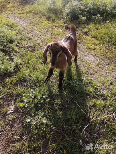 Нубийские козы (козлик и козочка)