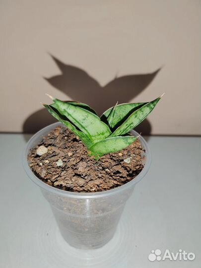 Сансевиерия Инти