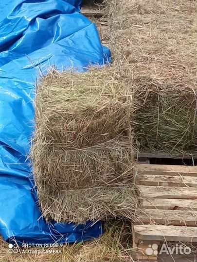 Сено в тюках