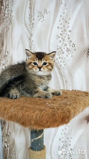 Шотландский Красавчик