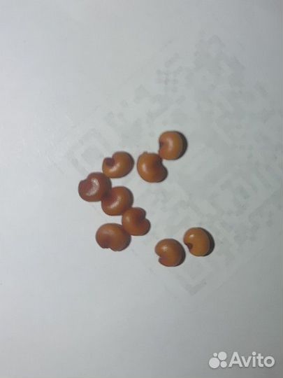 Семена Лимонника манчжурского / дальневосточного