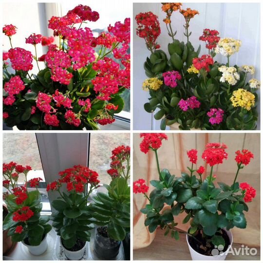 Цветы комнатные