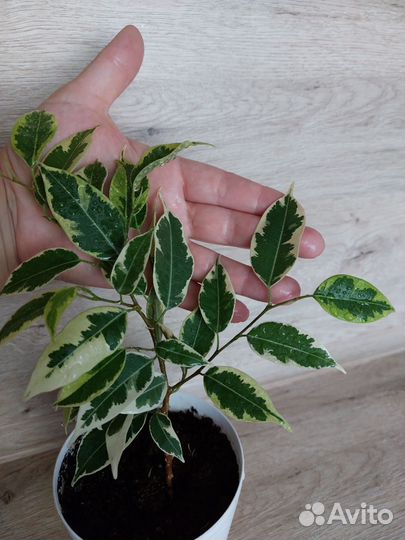 Бенджамина саманта