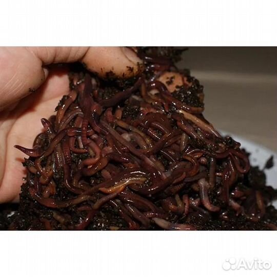 Калифорнийский червь в вермикомпостер