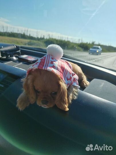Одежда для щенков