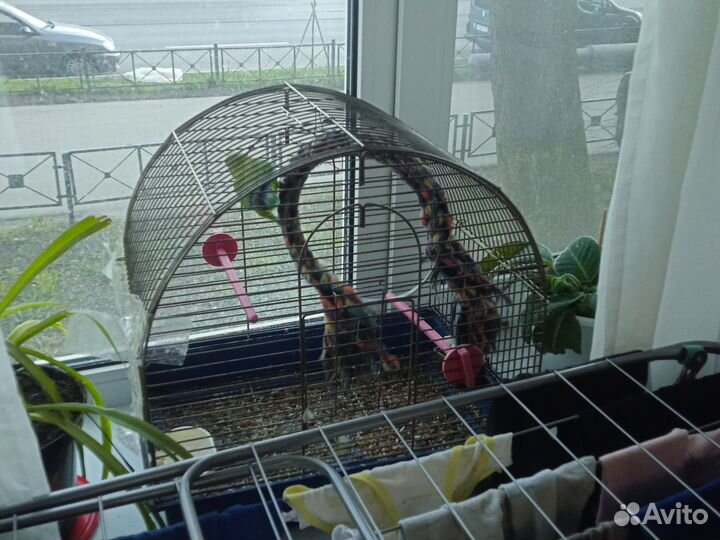 Попугай неразлучники ручной