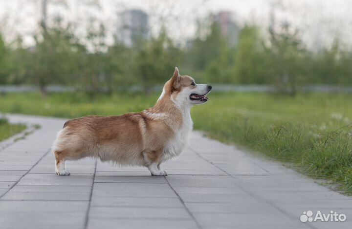 Фотограф анималист