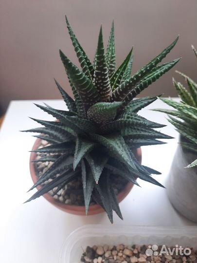 Суккуленты