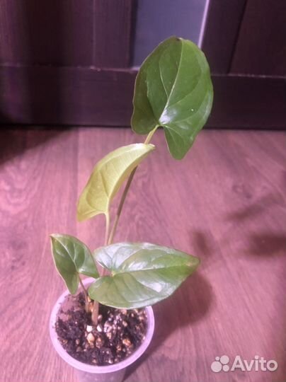 Хойя вайети триколор/ банан/ сциндапсус/ сингониум