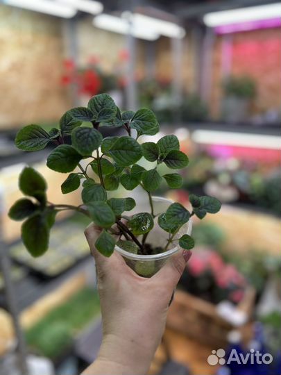 Плектрантус комнатная мята