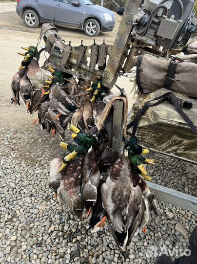 Охота на утку