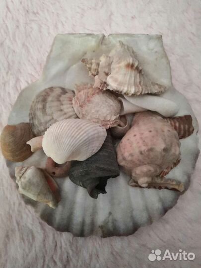 Морские ракушки раковины и коралы