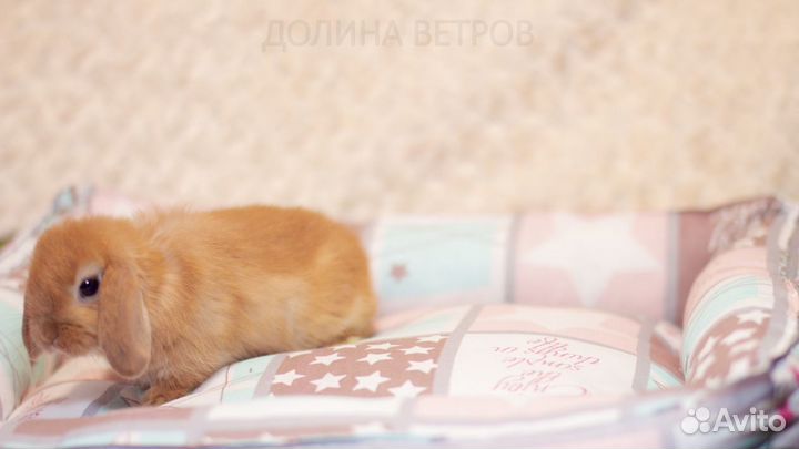 Мальчик минилоп желтый