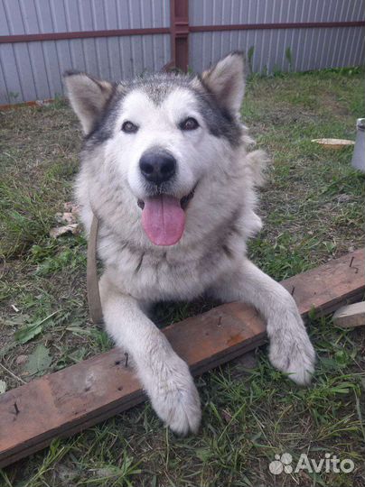 Аляскинский маламут