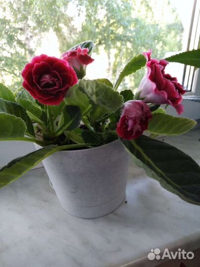 Глоксиния махровая цветущпя