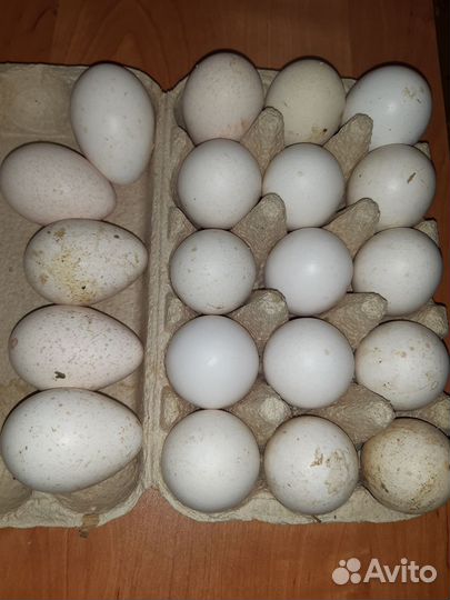 Индюшинные яйца инкубационные