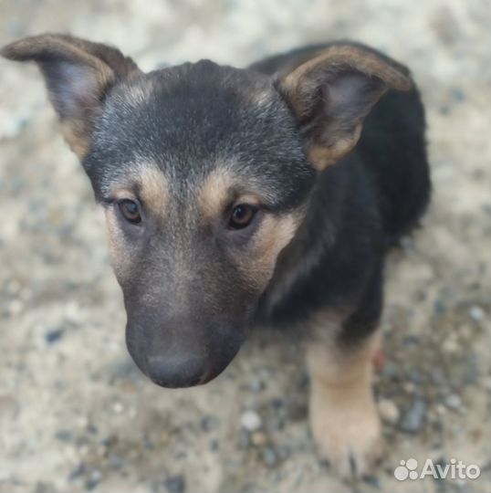 Щенок звонок