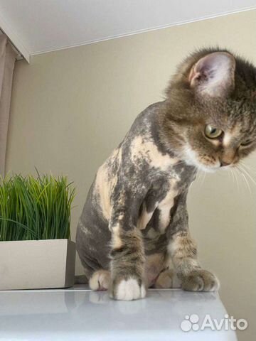 Стрижка кошек (выезд)