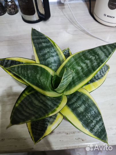 Сансевиерия Эйдж ханни