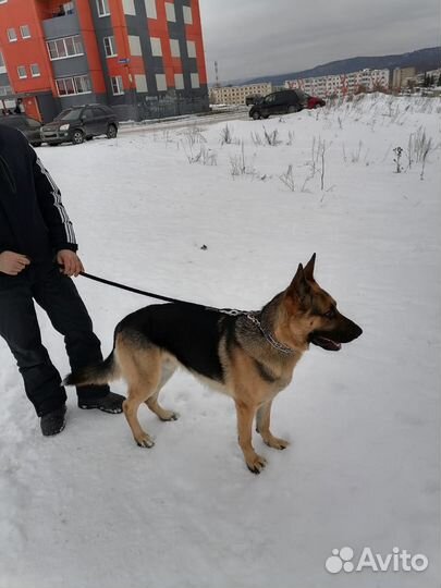 Ишим невесту