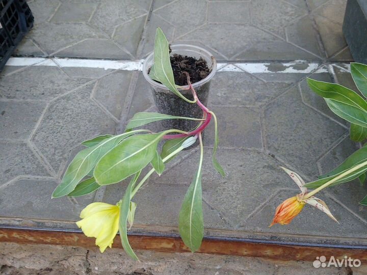 Энотера миссурийская