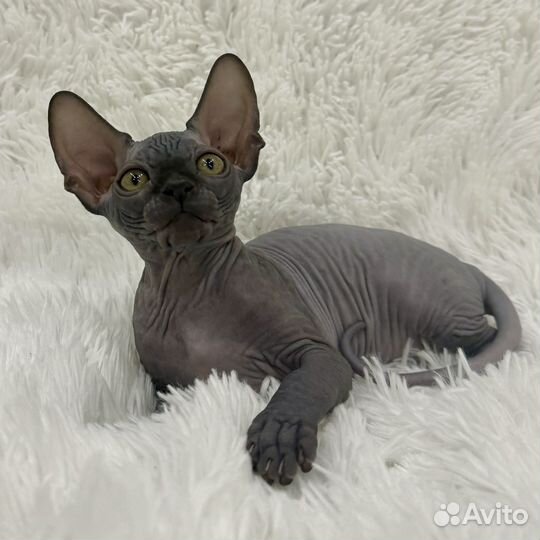 Канадский сфинкс котенок