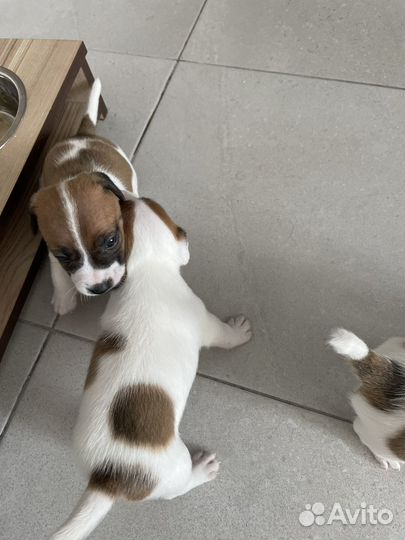 Щенки джек рассел терьер гладкошерстный