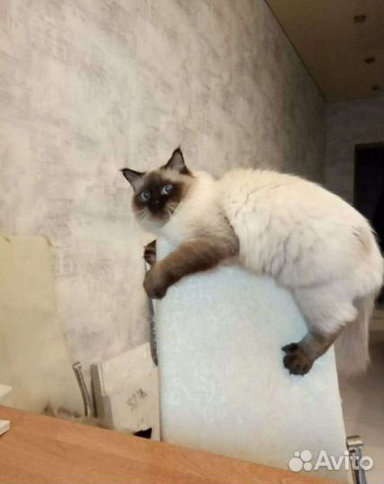 Невская маскарадная вязка