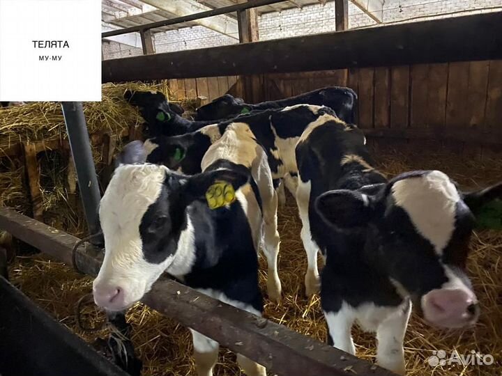 Телята Бычки