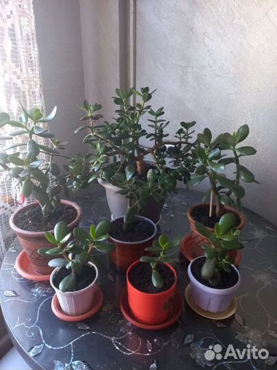 Толстянка Денежное дерево