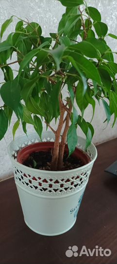 Фикус бенджамина