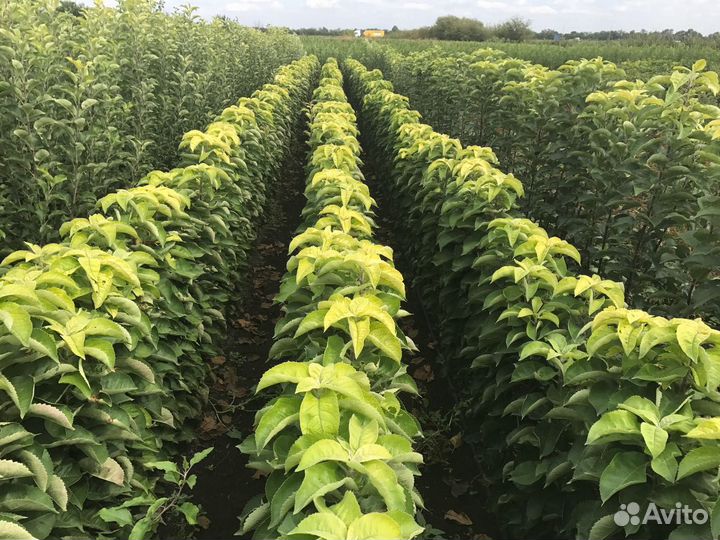 Саженцы плодовых деревьев яблоня