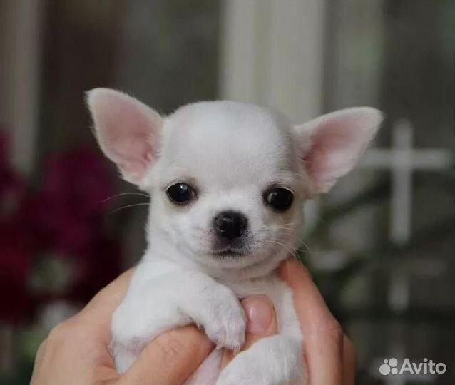 Мини чихуа