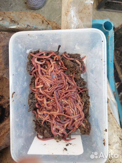 Черви для рыбалки