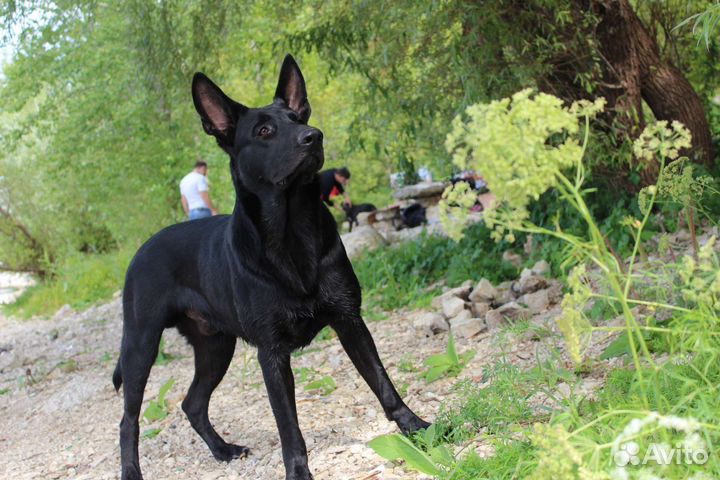 Волкособ. Вязка