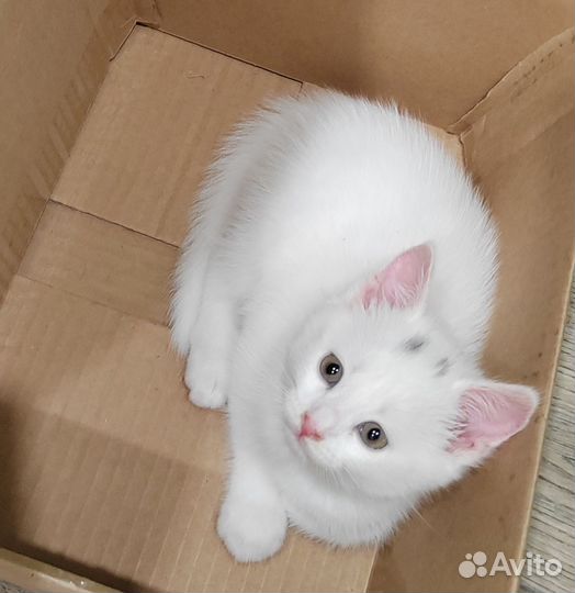 Котёнок белый
