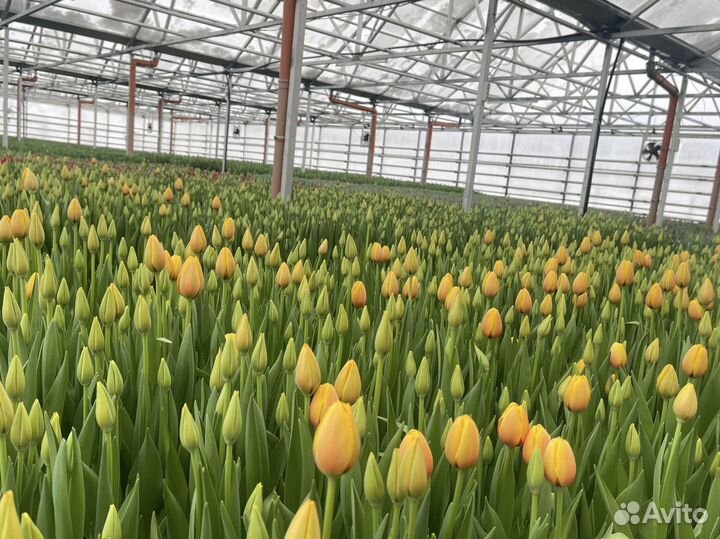 Тюльпаны оптом в Москве и Московское области