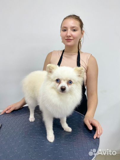 Груминг собак и кошек