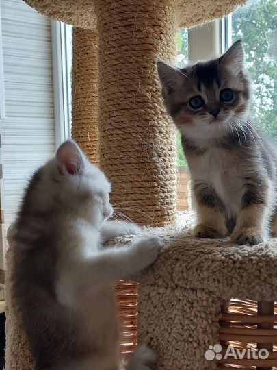 Котята 2месяца