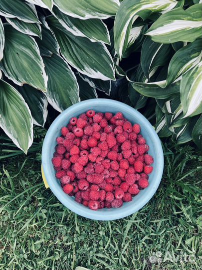 Малиновое варенье