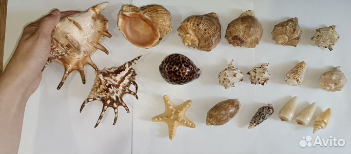 Морские раковины