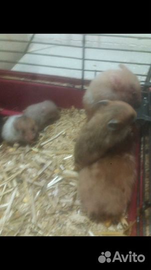 Сирийские хомячки