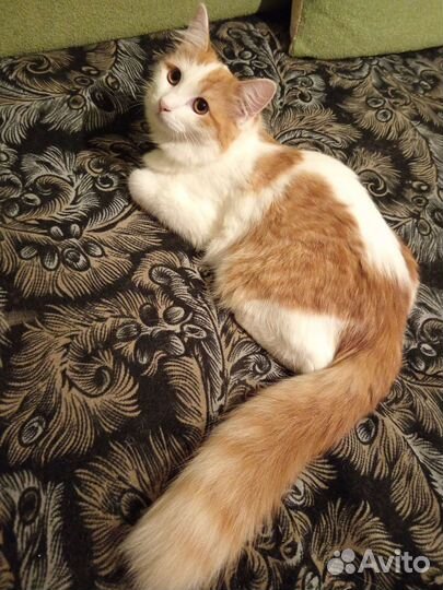 Кошка в дар