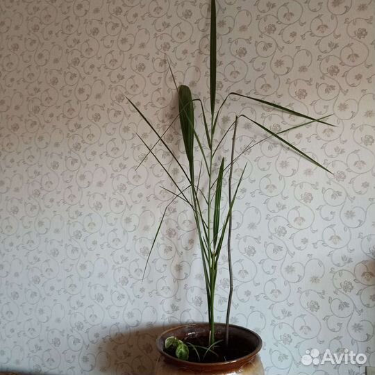 Пеларгония