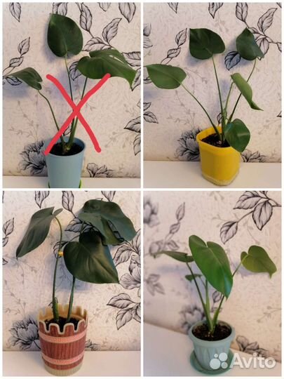 Драцена/Пальма/Хамедорея/замиокулькас/кротон