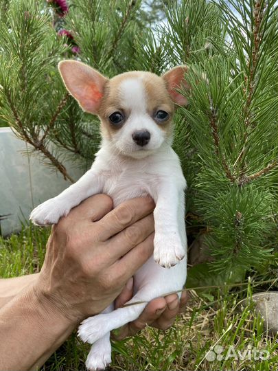 Щенки чихуахуа яркие мальчики