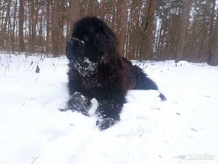 Передержка собак в домашних условиях
