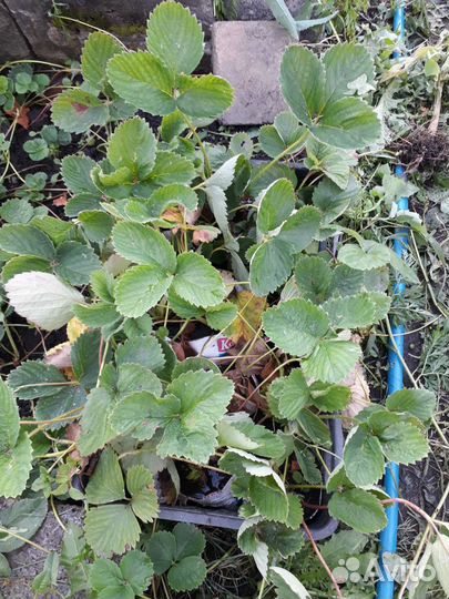 Рассада клубники